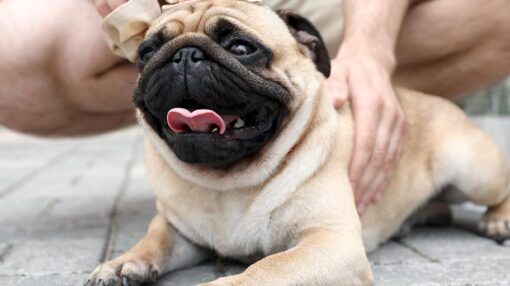 perro acalorado