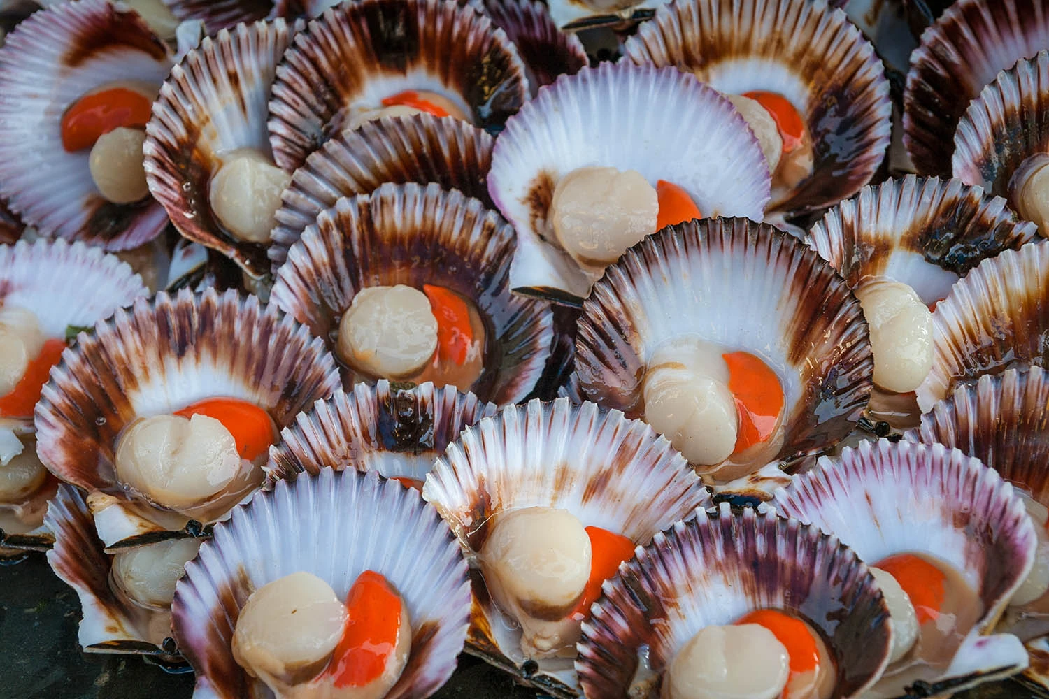 shutterstock 1241174488