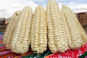 receta de humitas: choclos frescos para la preparación